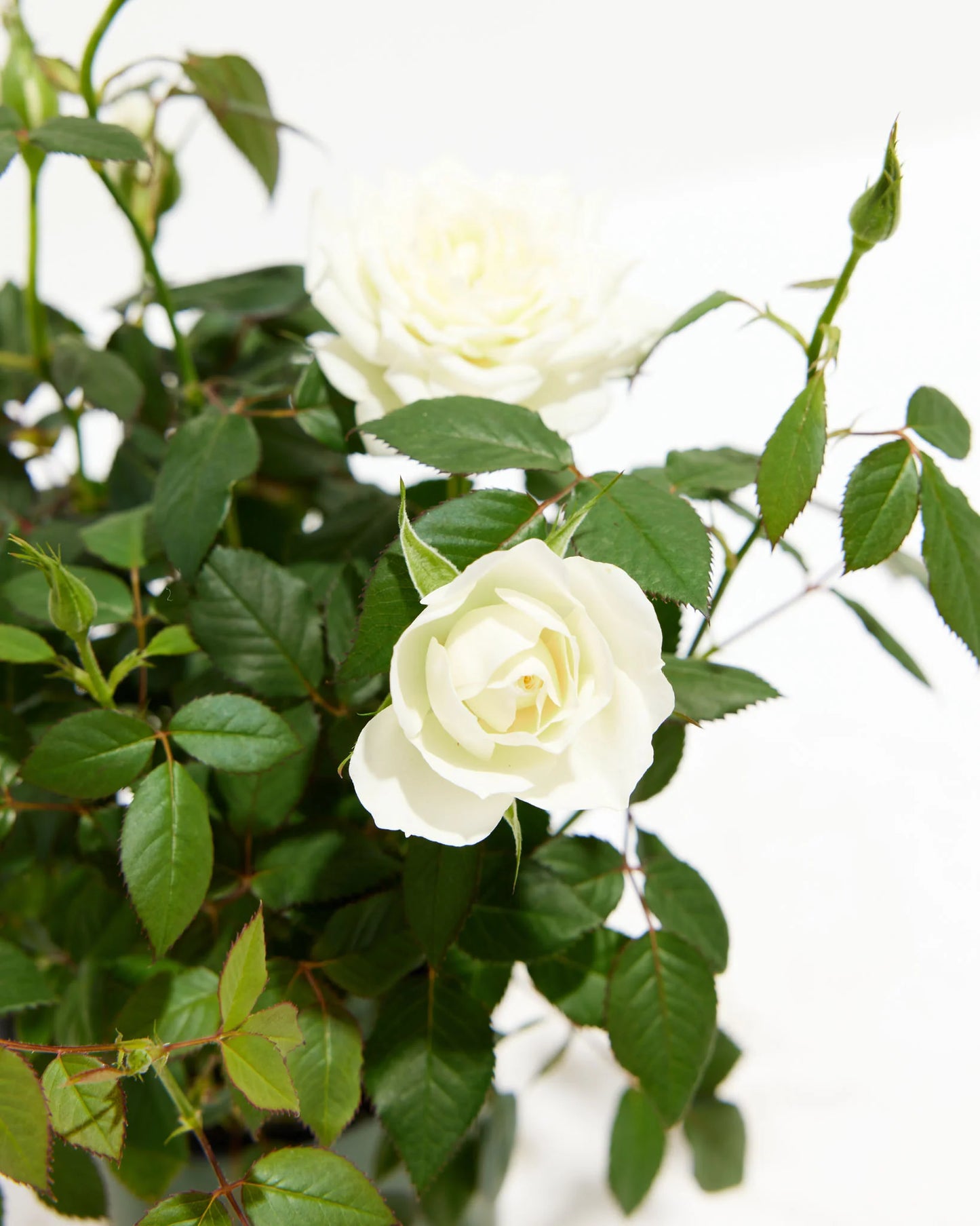 White Mini Rose, Medium