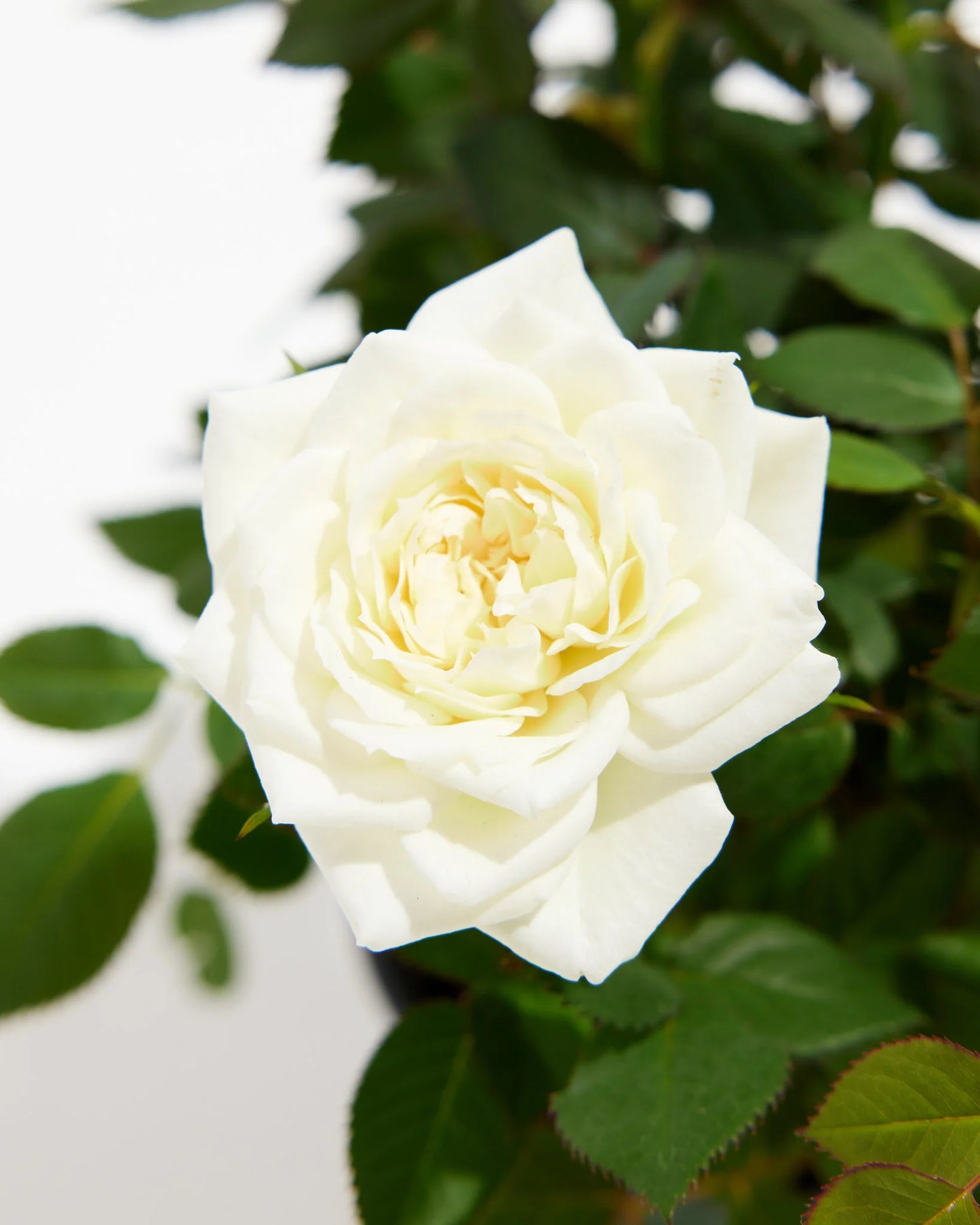 White Mini Rose, Medium