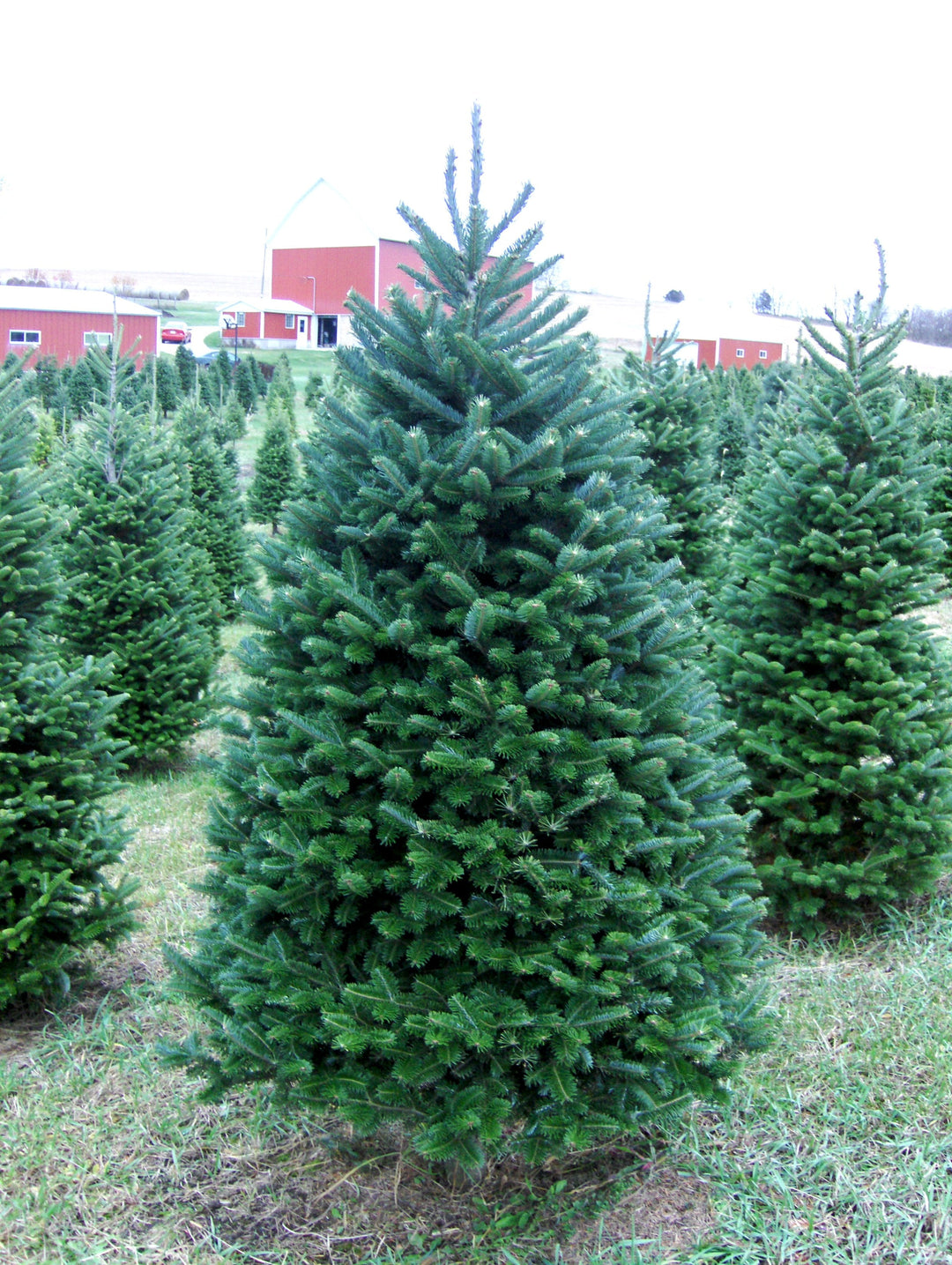 6ft Balsam Fir Christmas Tree