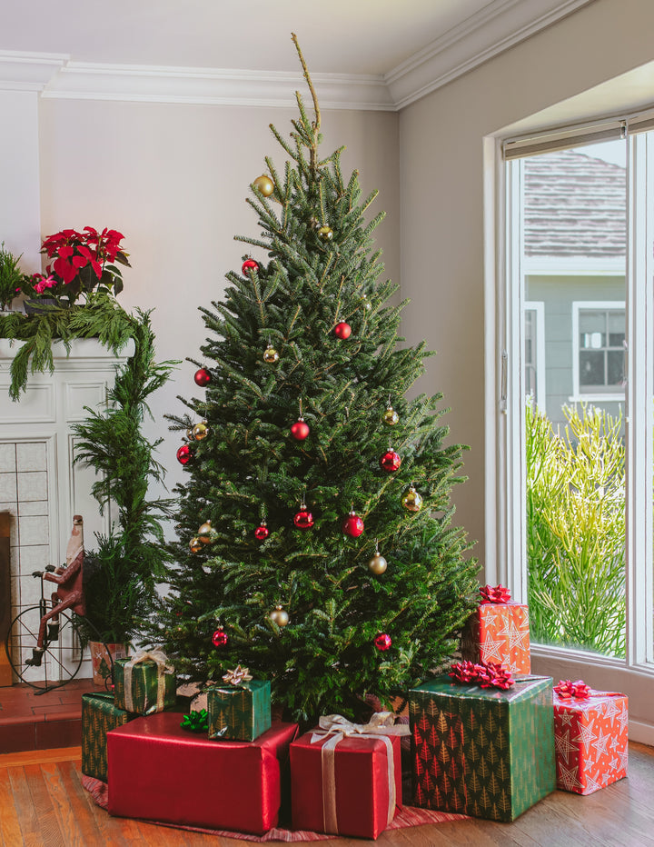 7ft Fraser Fir Christmas Tree