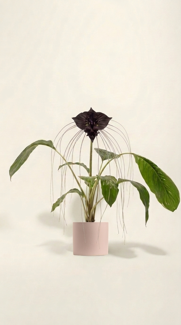 Black Bat Plant