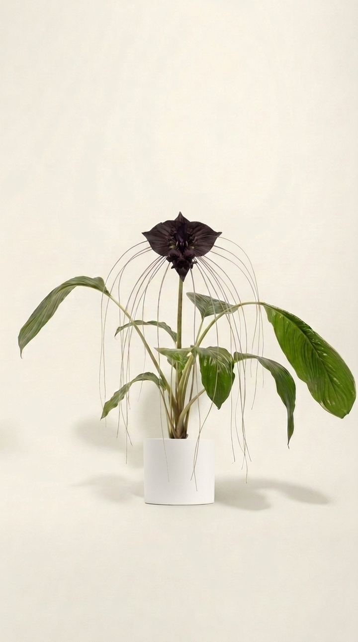 Black Bat Plant