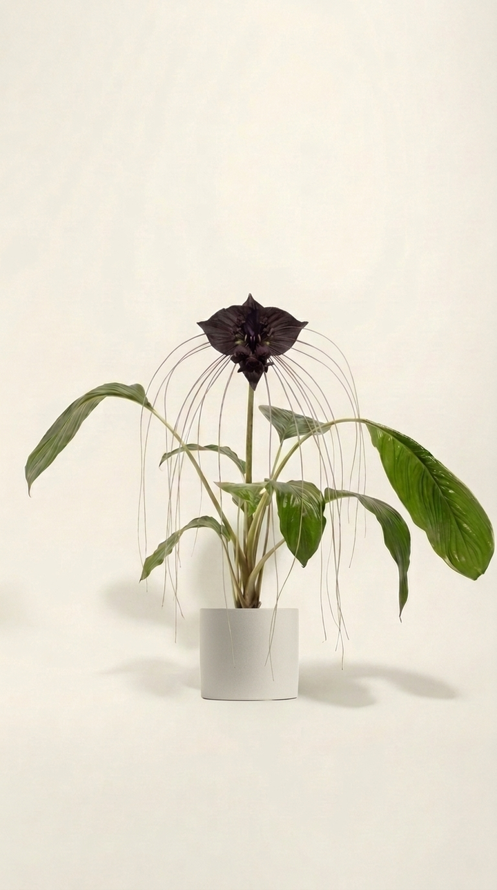 Black Bat Plant
