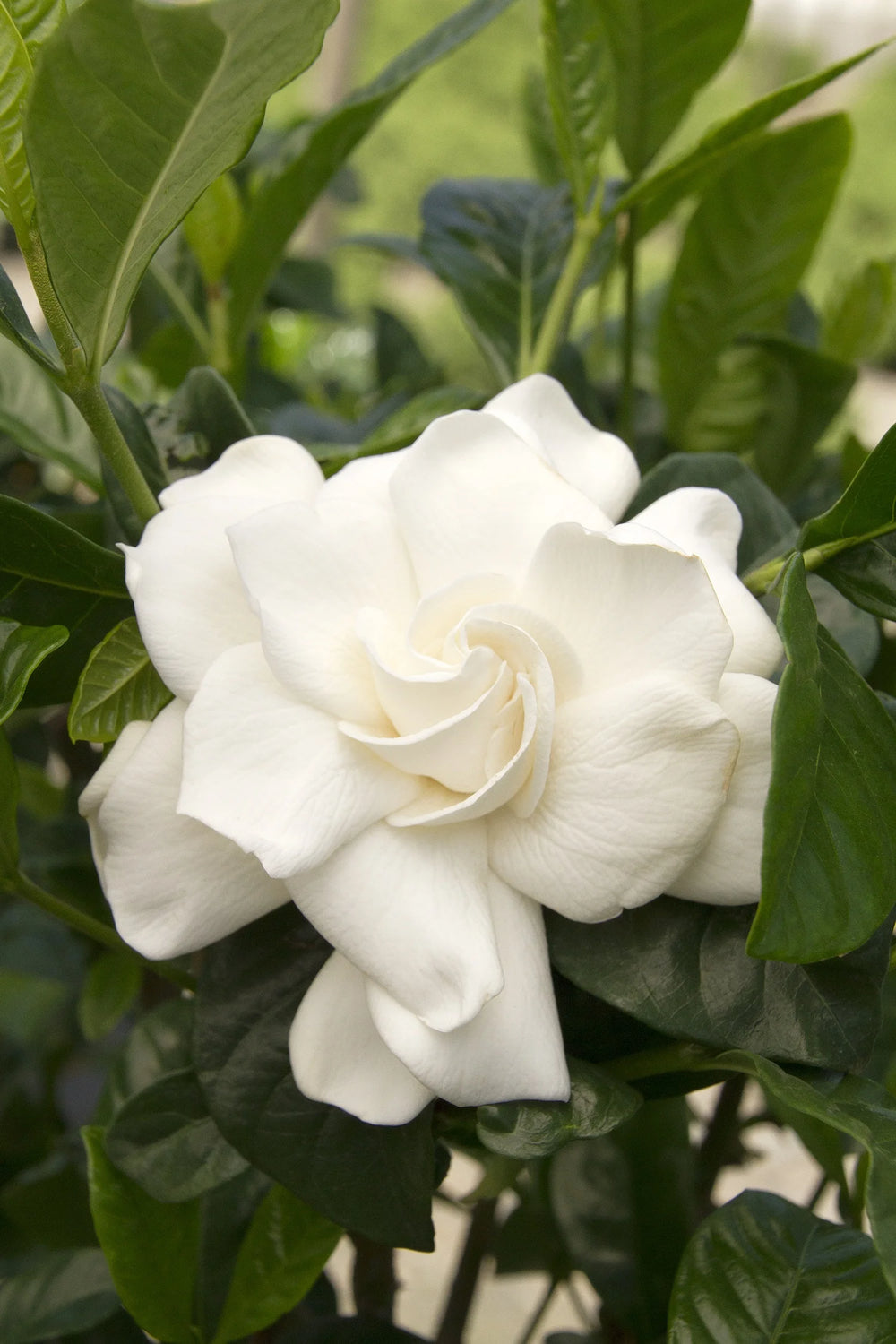 Gardenia Veitchii