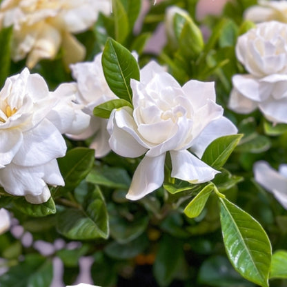 Blooming Gardenia
