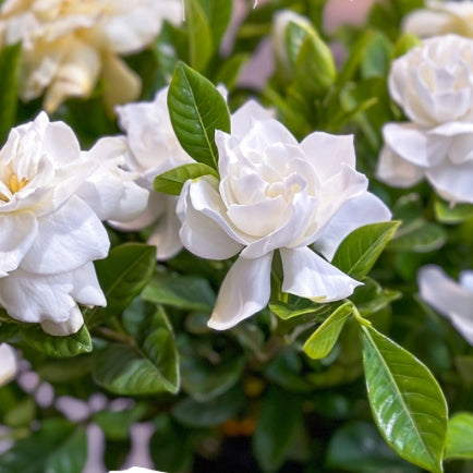 Gardenia Veitchii