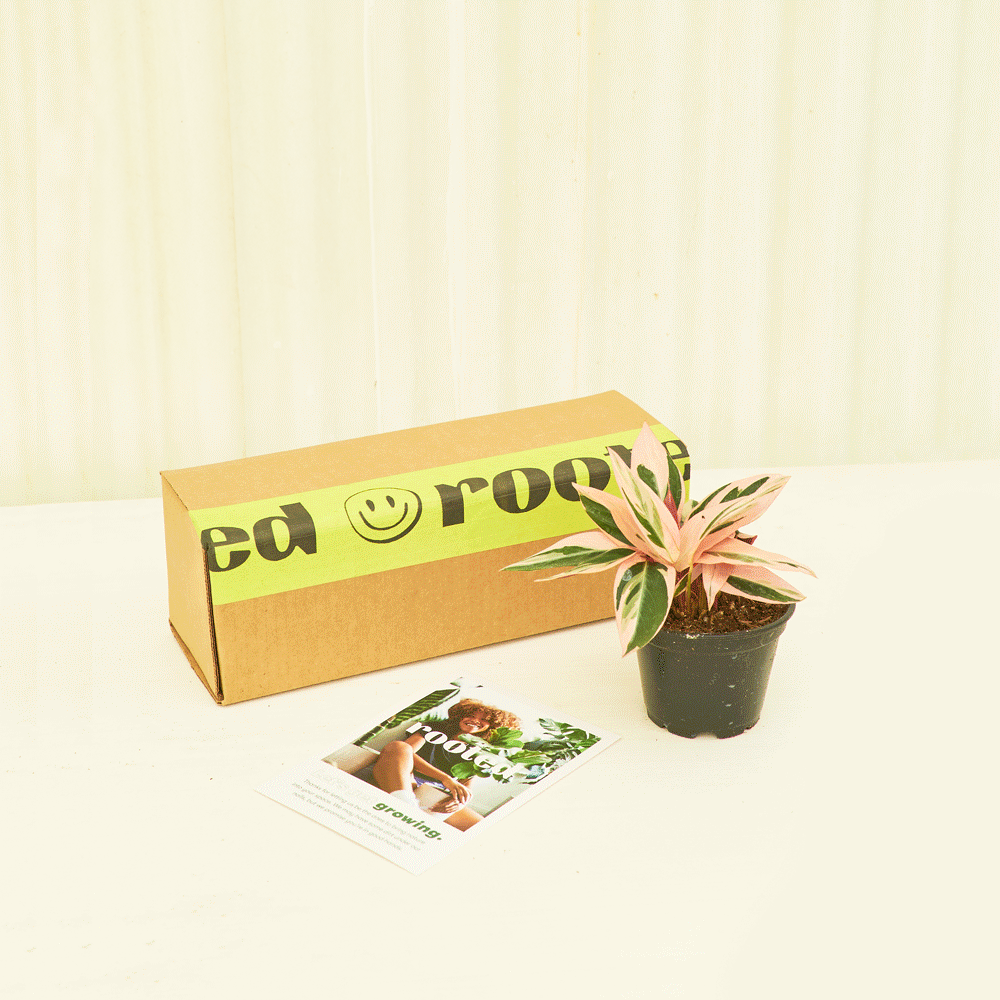 Various houseplants in front of a Rooted cardboard box