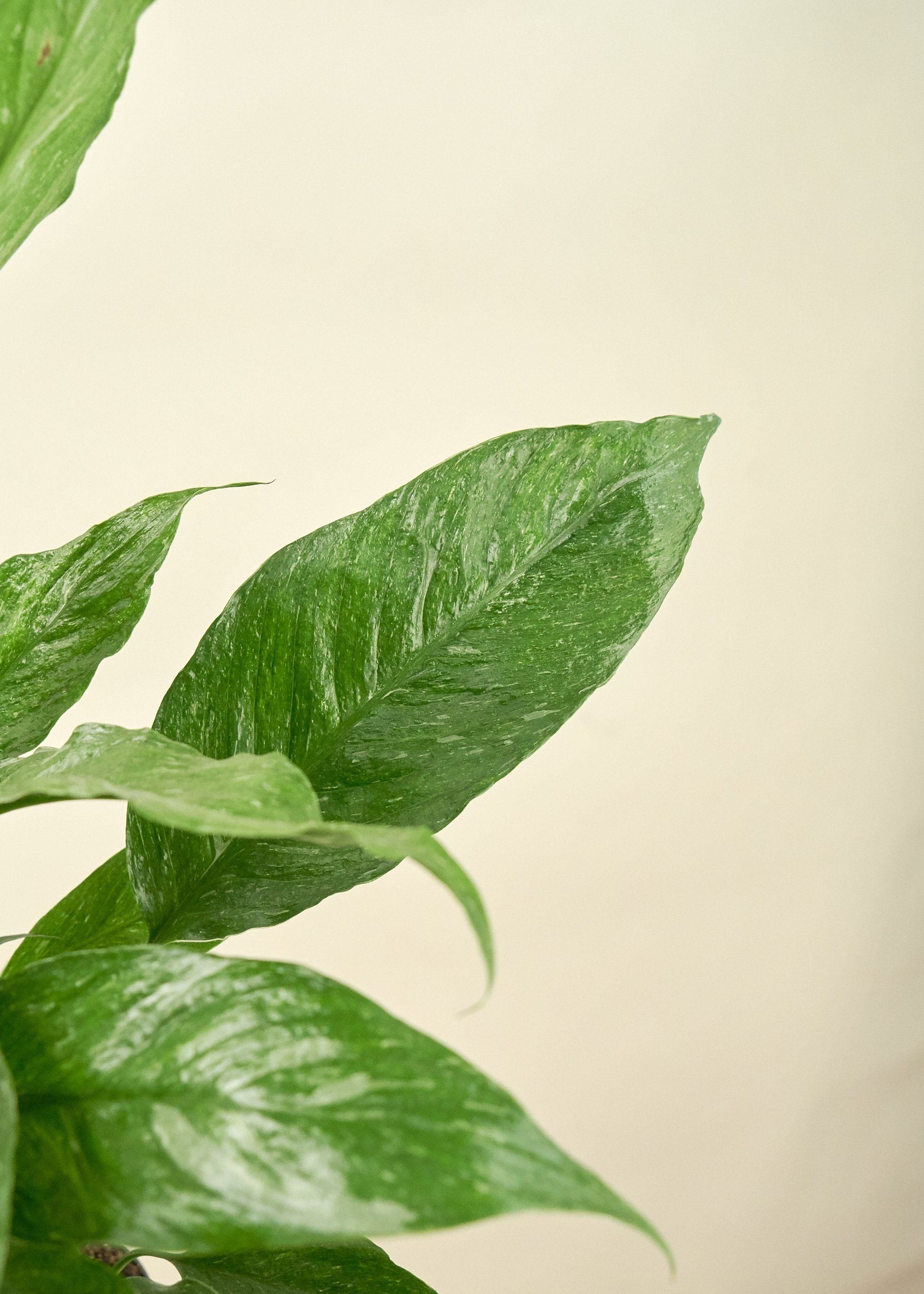 variegated peace lily for sale Variegated Peace Lily – Hey Rooted