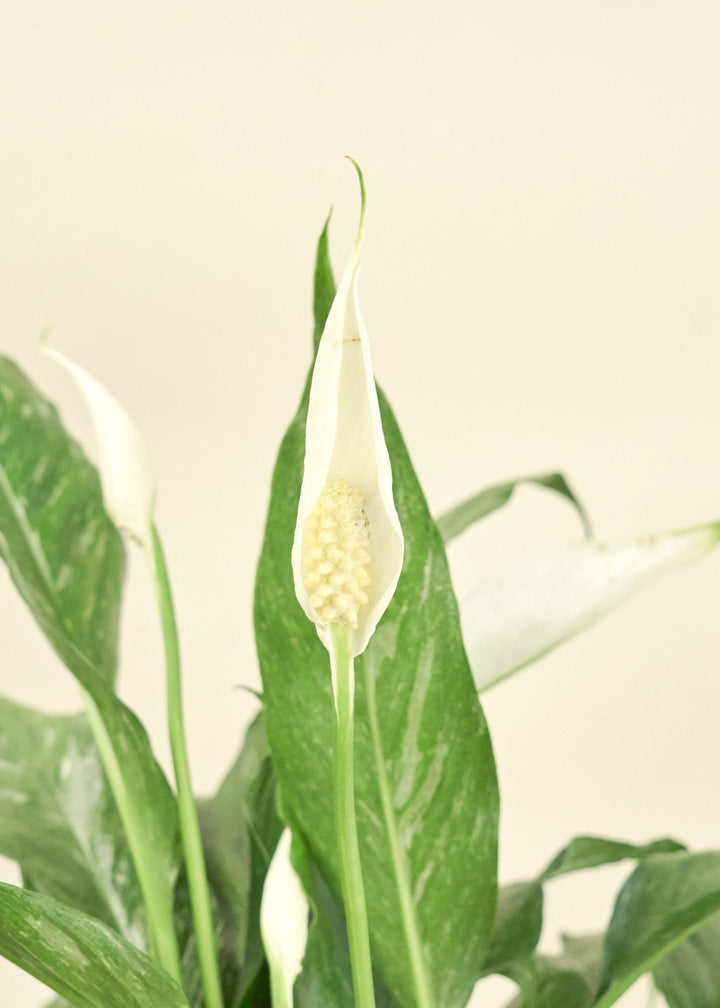 Variegated Peace Lily in a 6 inches grow pot