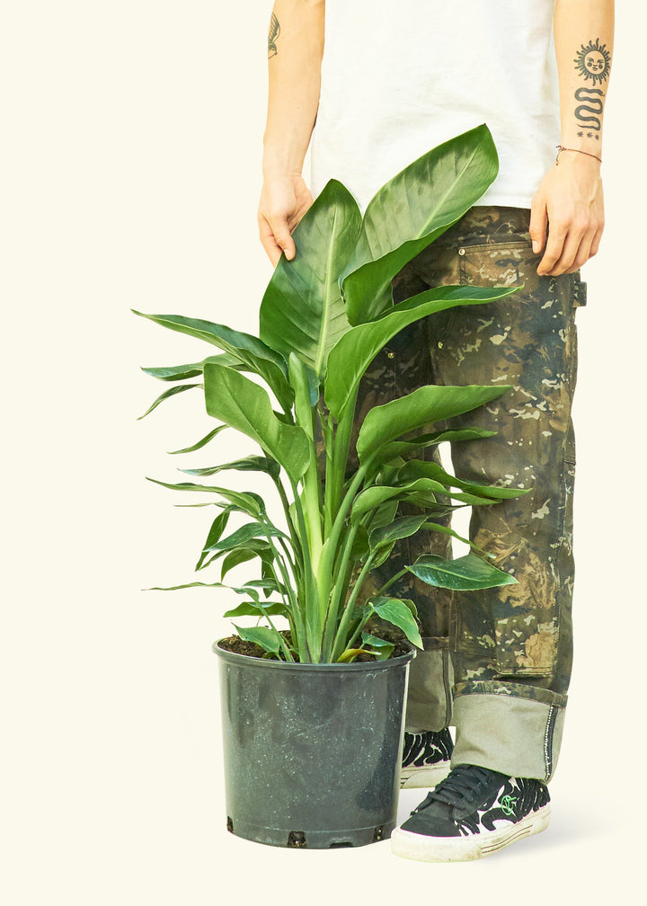 White Bird of Paradise in a 10 inches grow pot