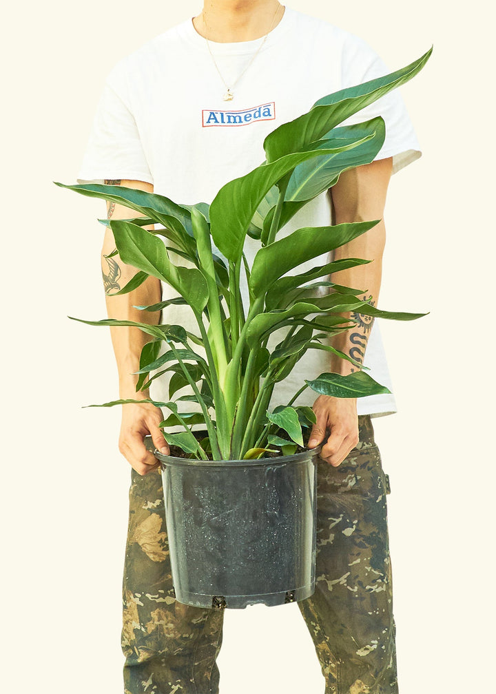 White Bird of Paradise in a 10 inches grow pot