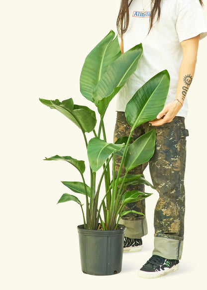 White Bird of Paradise in a 10 inches grow pot