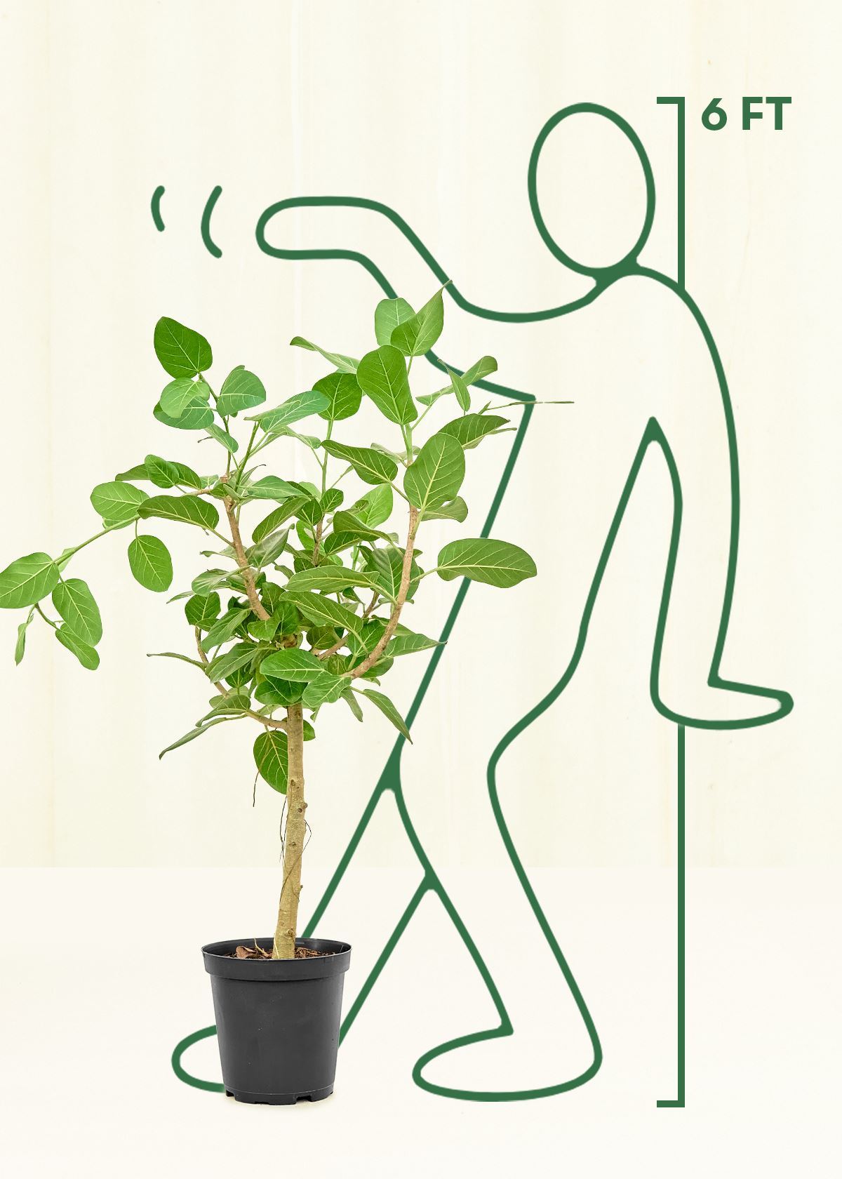 Ficus Audrey in a 10 inches grow pot