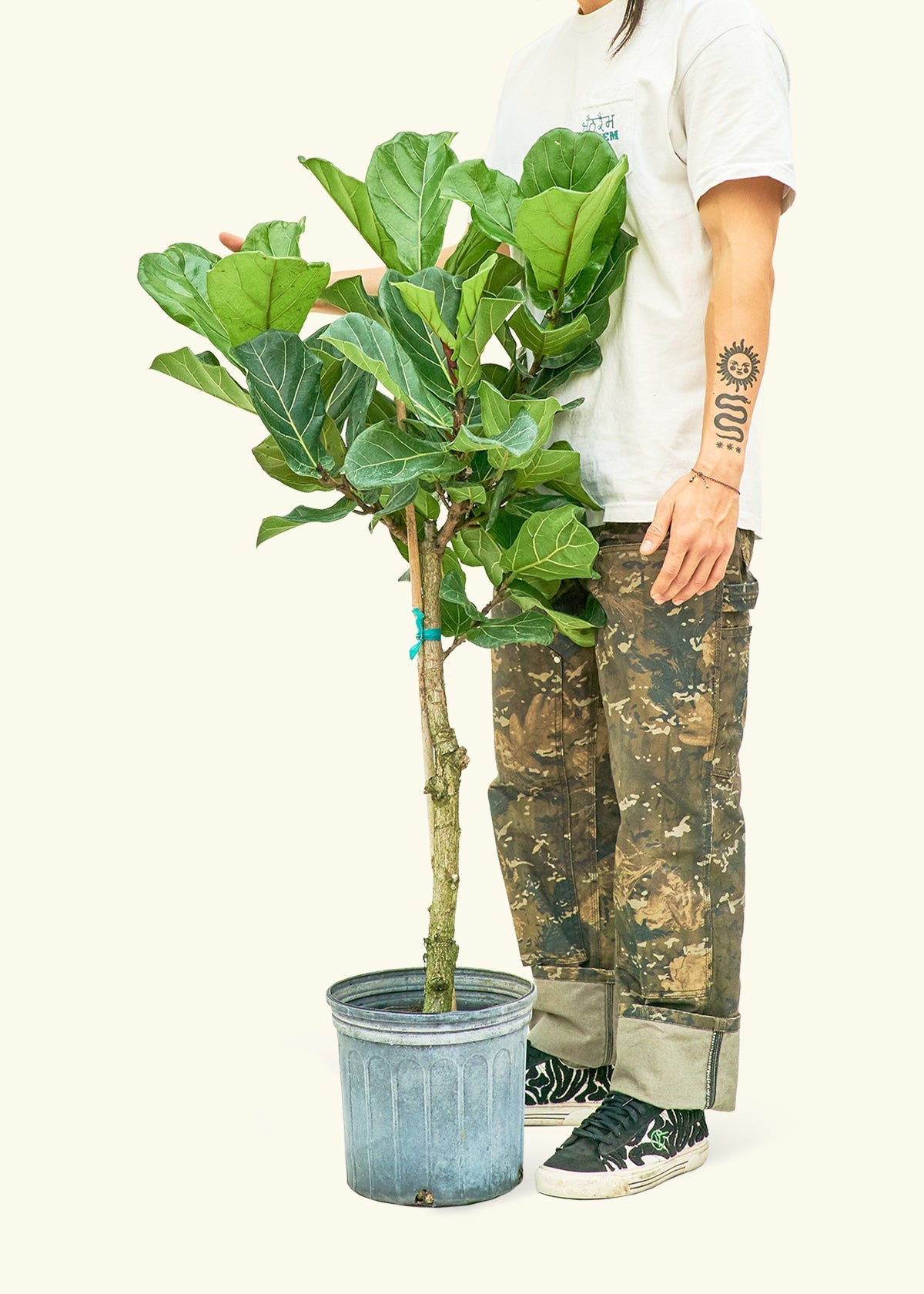 Fiddle Leaf Fig in a 10 inches grow pot