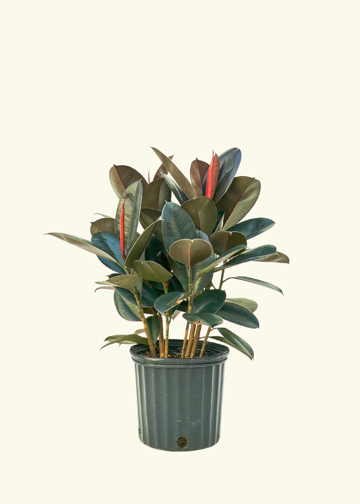 rubber tree family Burgundy Rubber Plant – Hey Rooted