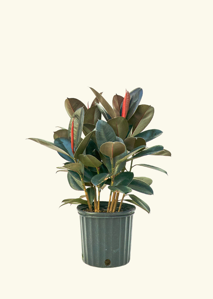 Rubber Tree Burgundy in a 10 inches grow pot