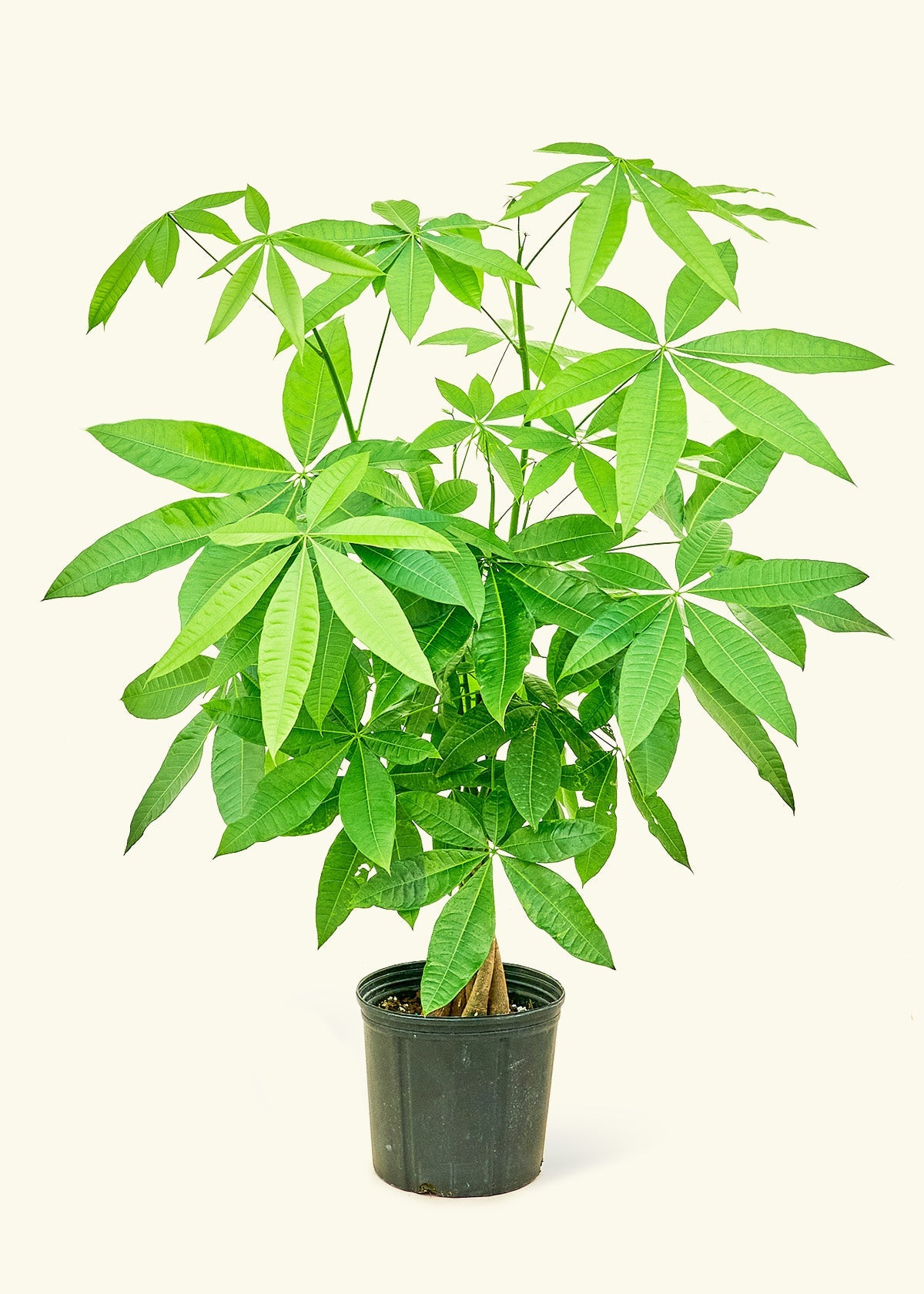 do you have to keep braiding a money tree Braided Money Tree – Hey Rooted