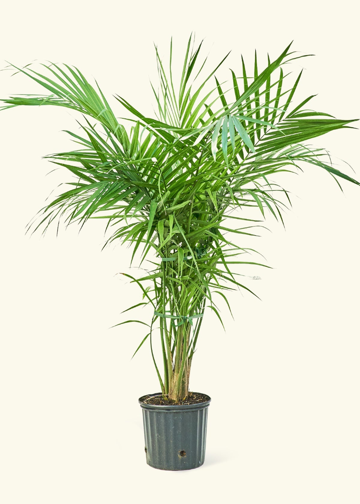 Majesty Palm in a 10 inches grow pot