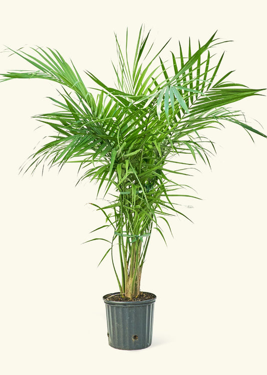 Majesty Palm in a 10 inches grow pot