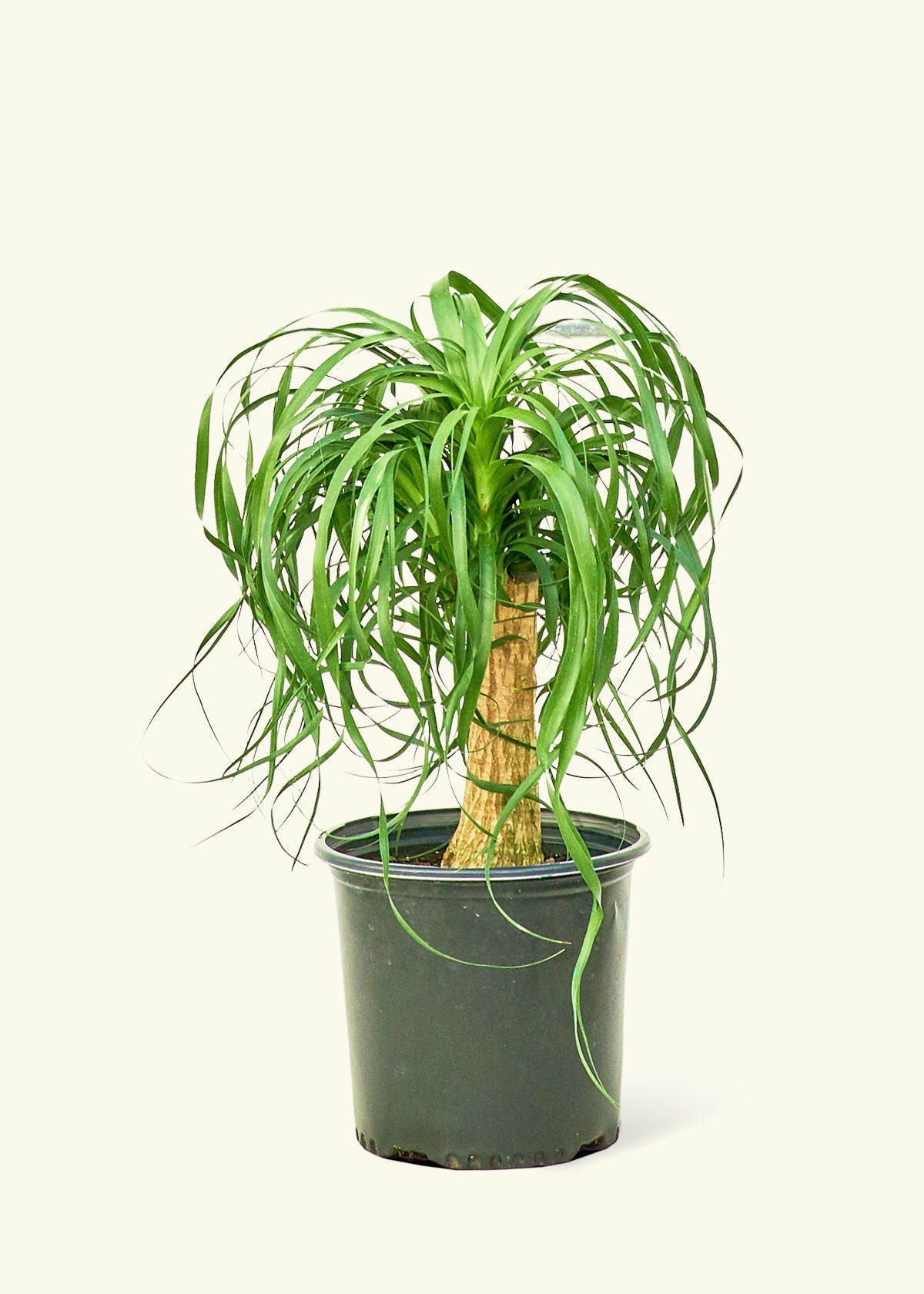 about ponytail palm Ponytail Palm for Sale