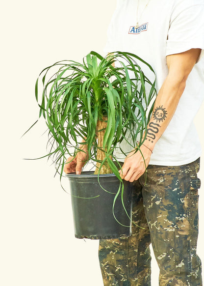 Ponytail Palm in a 10 inches grow pot