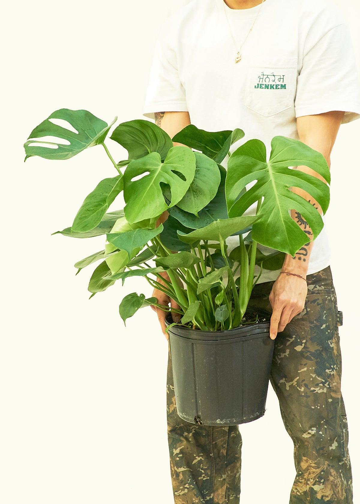 Monstera Swiss Cheese Plant in a 10 inches grow pot