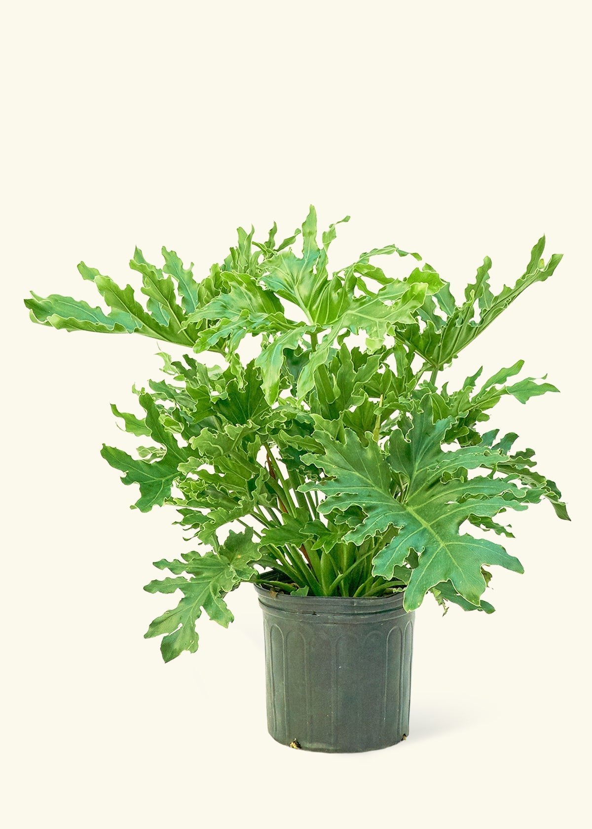 Philodendron Lickety Splitz in a 10 inches grow pot