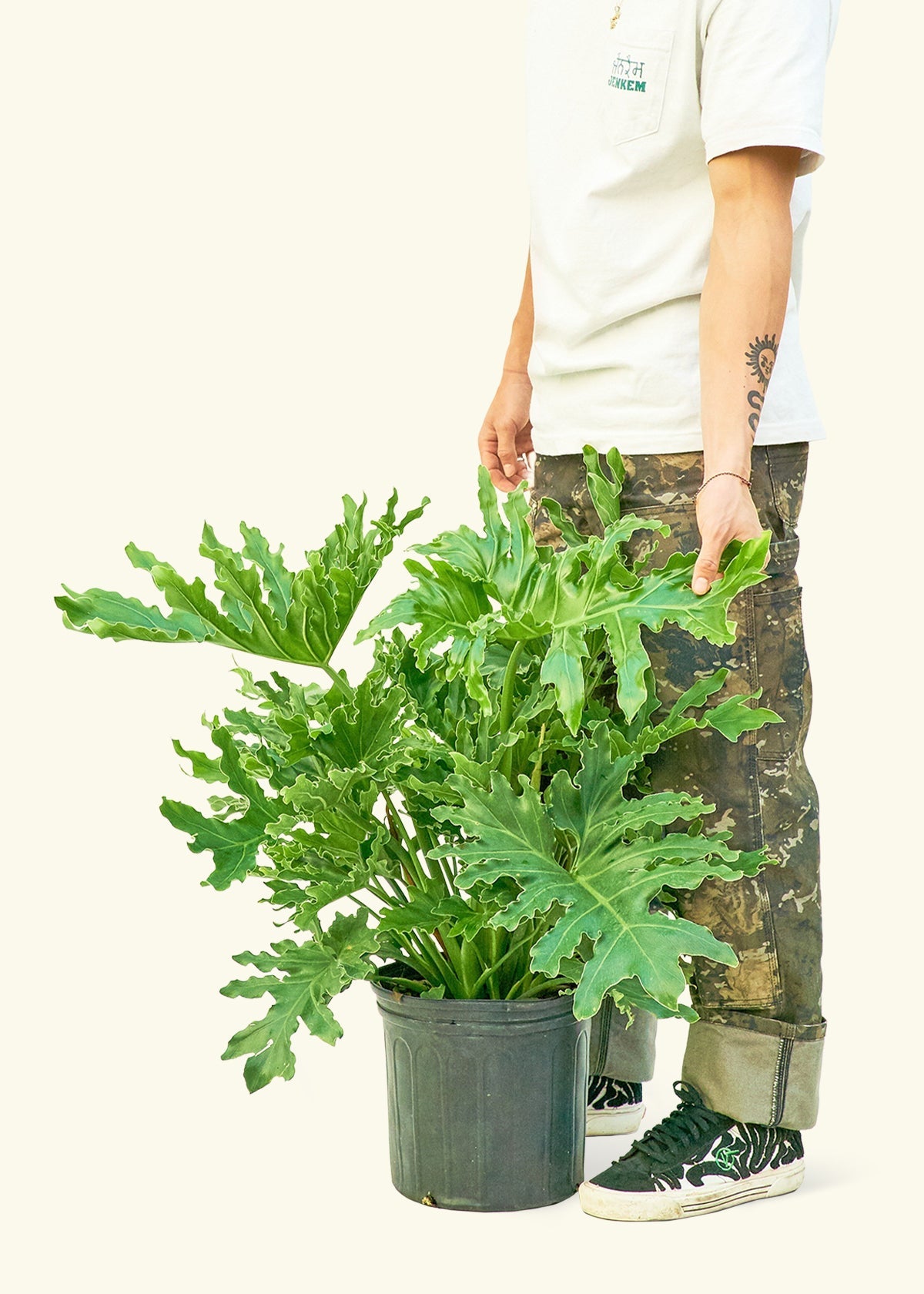 Philodendron Lickety Splitz in a 10 inches grow pot