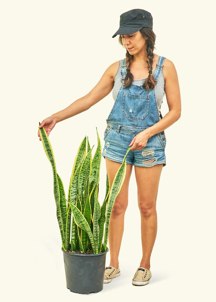 Snake Plant Laurentii in a 10 inches grow pot