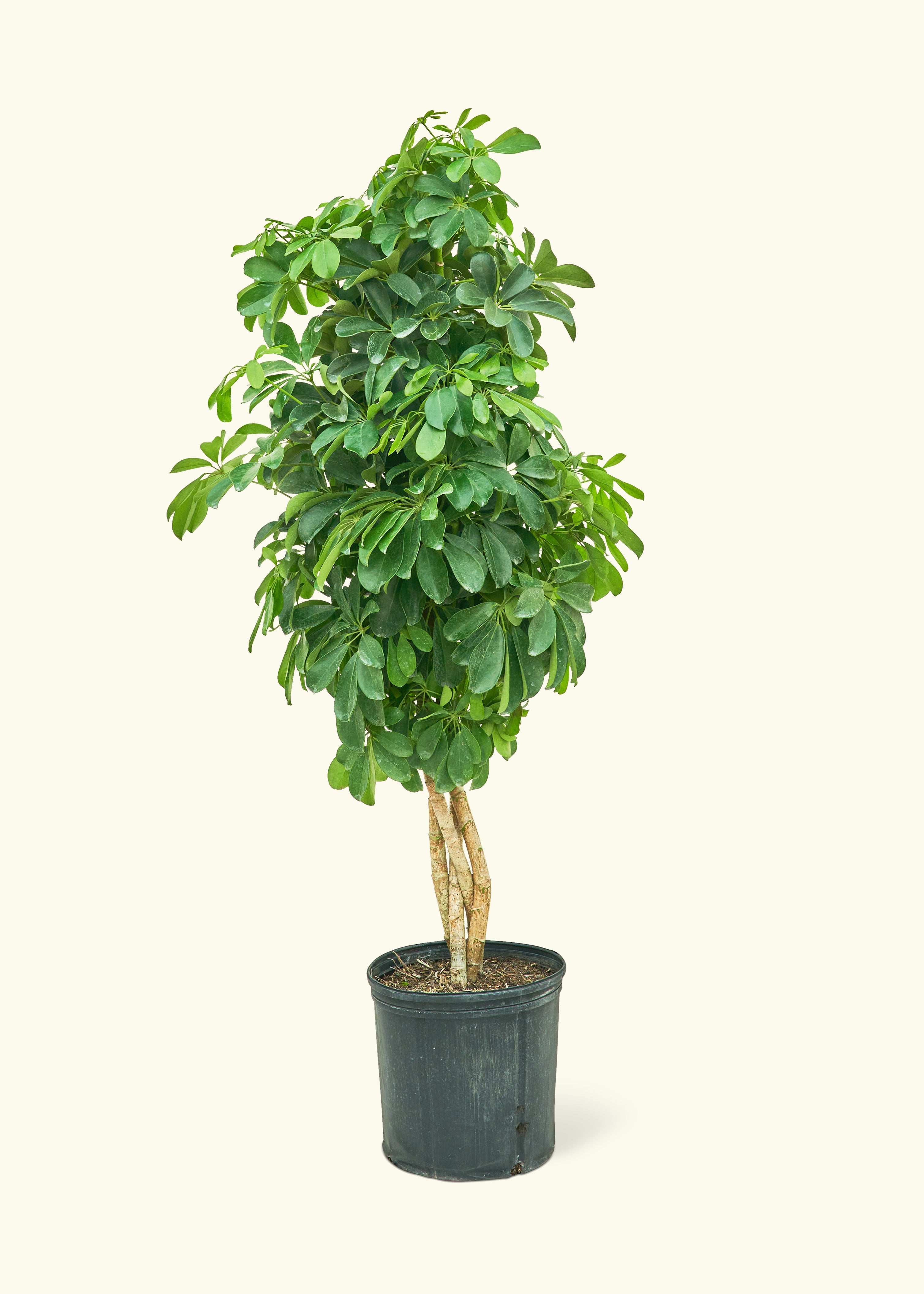 XL Dwarf Umbrella Tree (Schefflera arboricola) – Hey Rooted