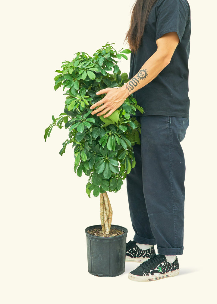 Hawaiian Dwarf Umbrella Tree in a 10 inches grow pot