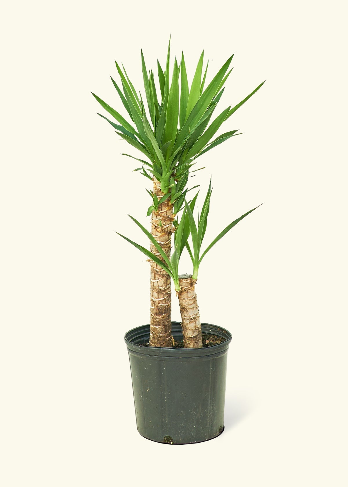 Yucca Cane in a 10 inches grow pot