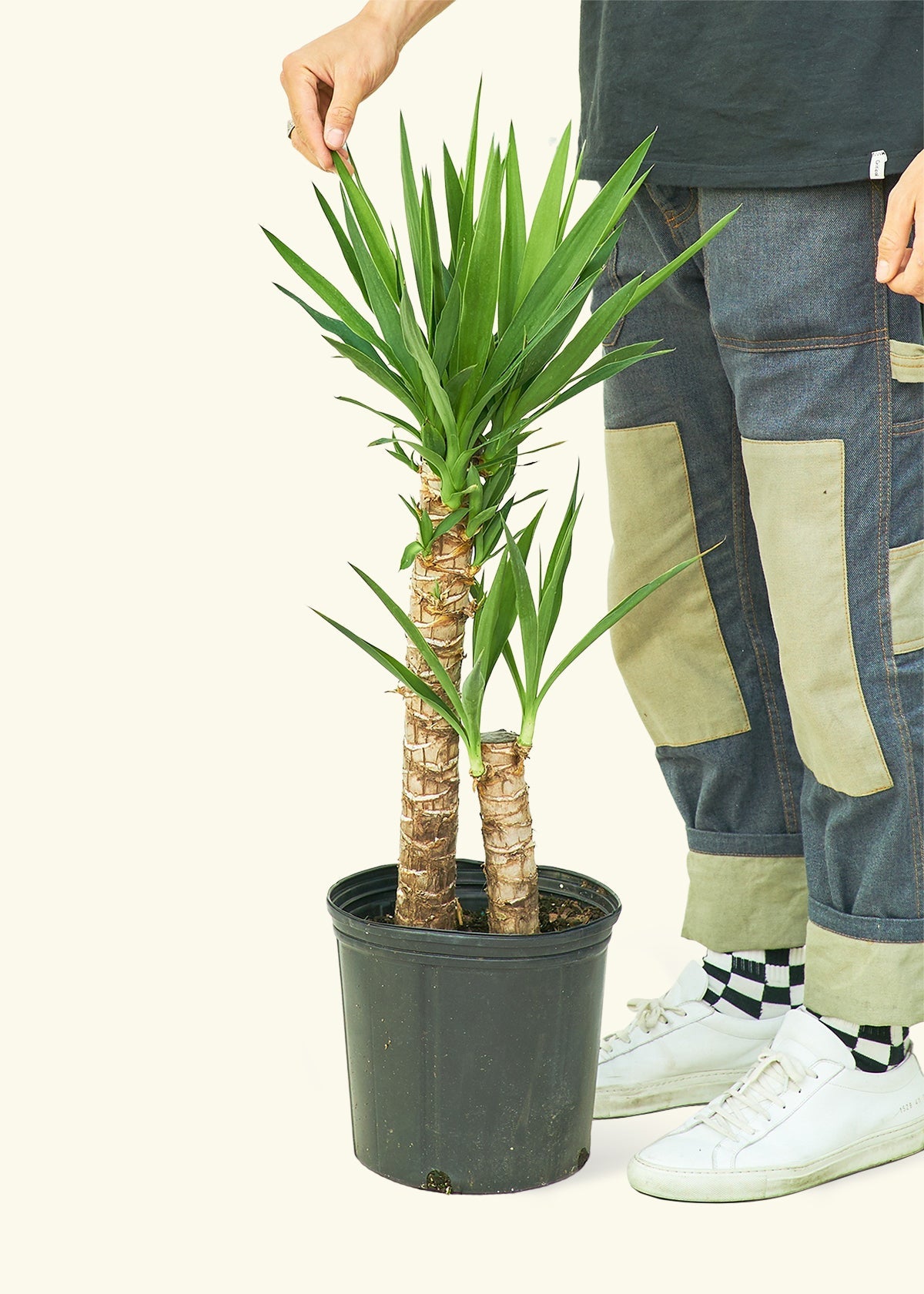 Yucca Cane in a 10 inches grow pot