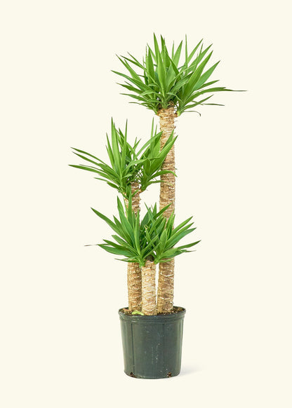 Yucca Cane in a 10 inches grow pot