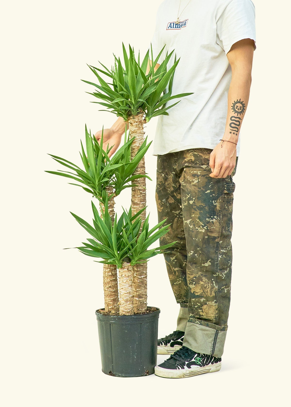 こたつ Yucca Yucca Cane | Live Plant Delivery – Hey Rooted