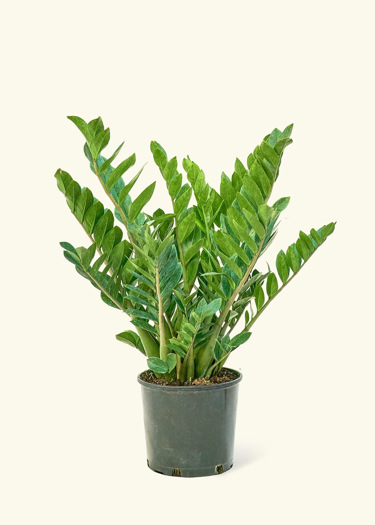 ZZ Plant in a 10 inches grow pot