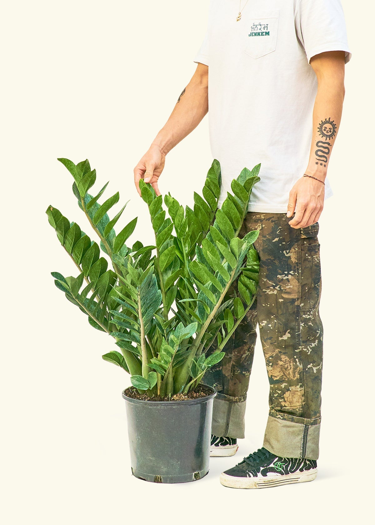 ZZ Plant in a 10 inches grow pot