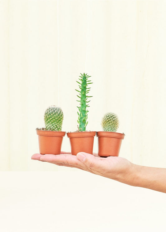 Assorted Bundle Baby Cactus Box