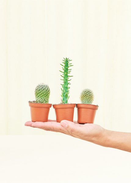Baby Cactus Trio – Hey Rooted