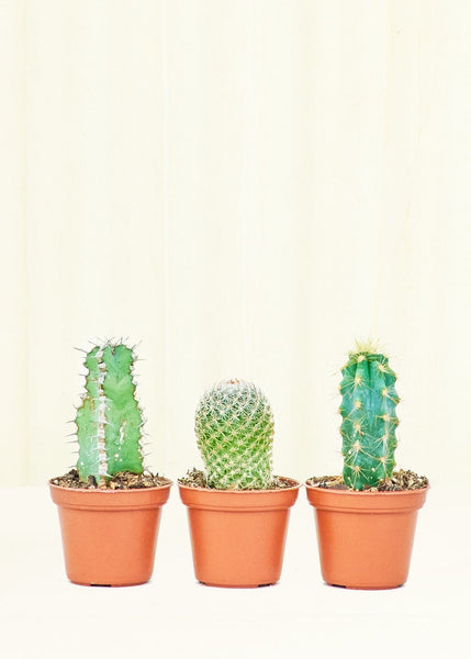 Baby Cactus Trio – Hey Rooted