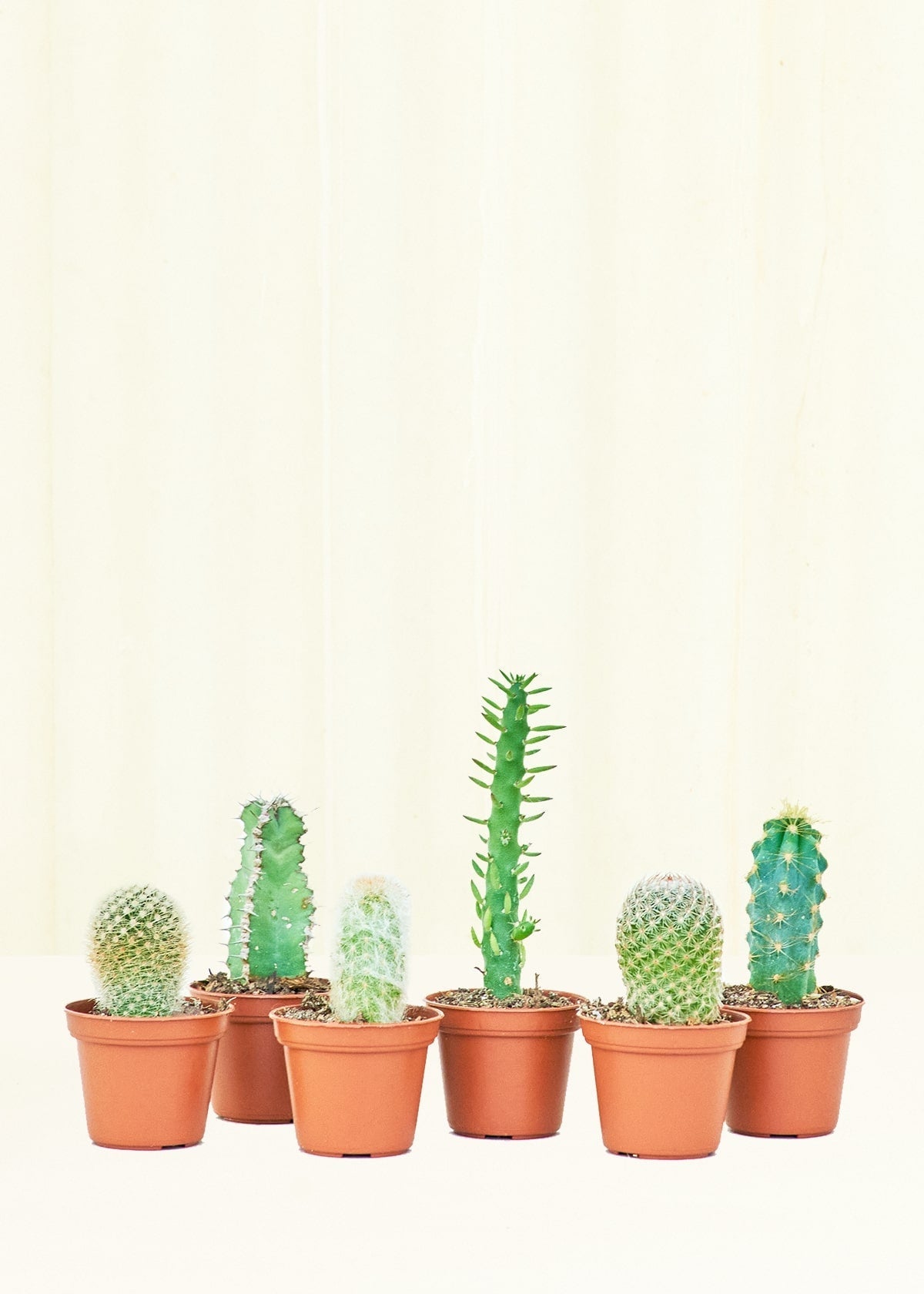 Assorted Bundle Baby Cactus Box