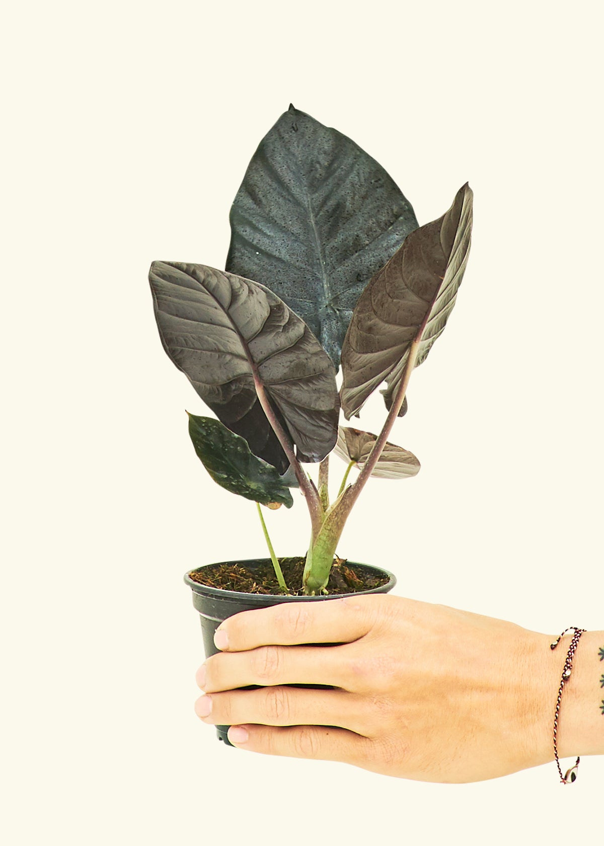 Alocasia Black Panther in a 4 inches grow pot