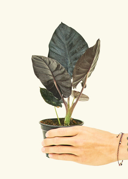 Alocasia Black Panther in a 4 inches grow pot
