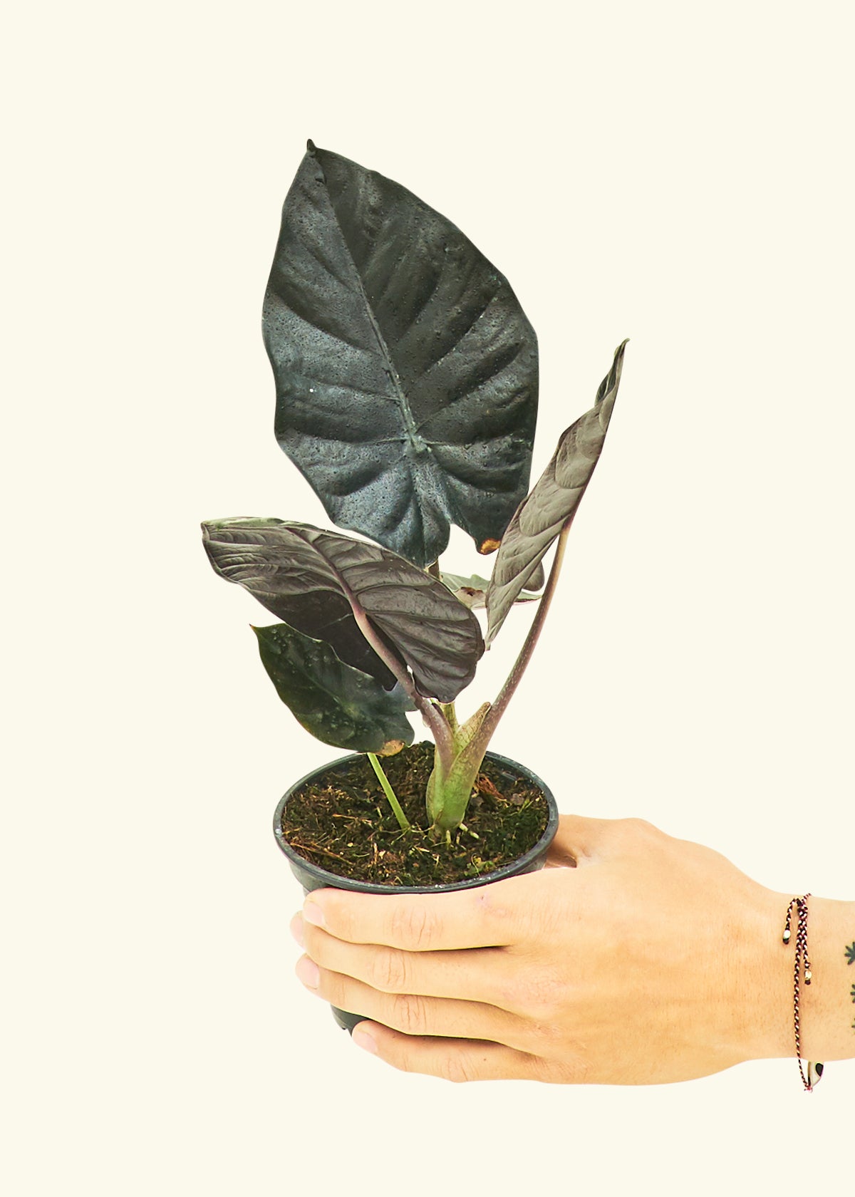 Alocasia Black Panther in a 4 inches grow pot