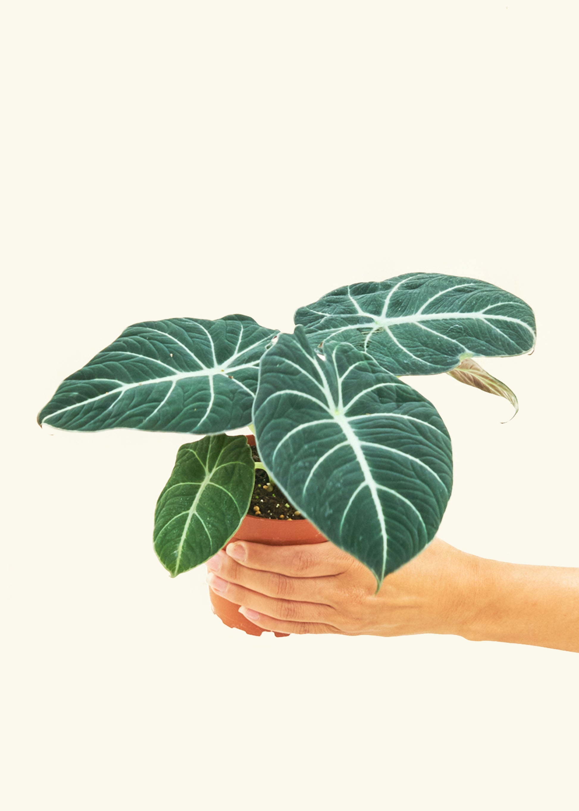 Alocasia Black Velvet in a 4 inches grow pot