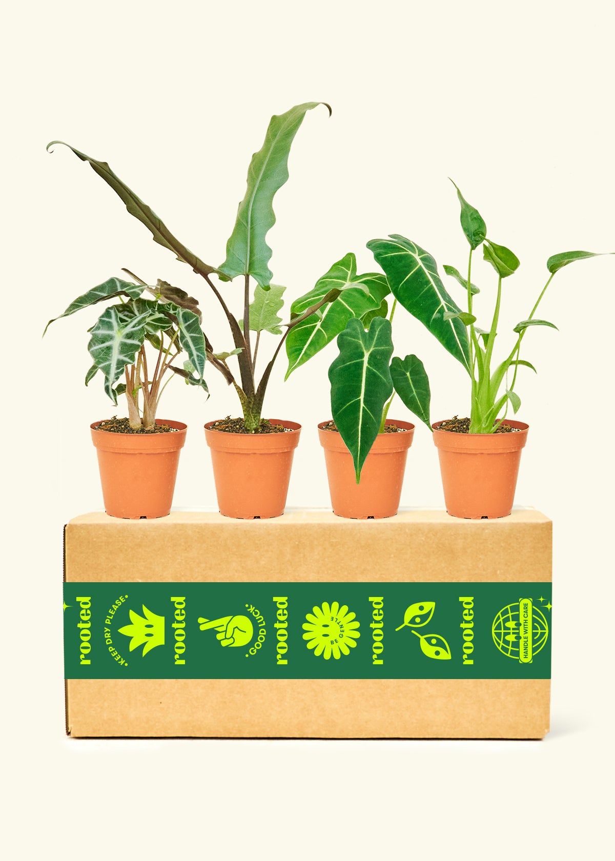 Assorted Alocasia Box in a 4 inches grow pot