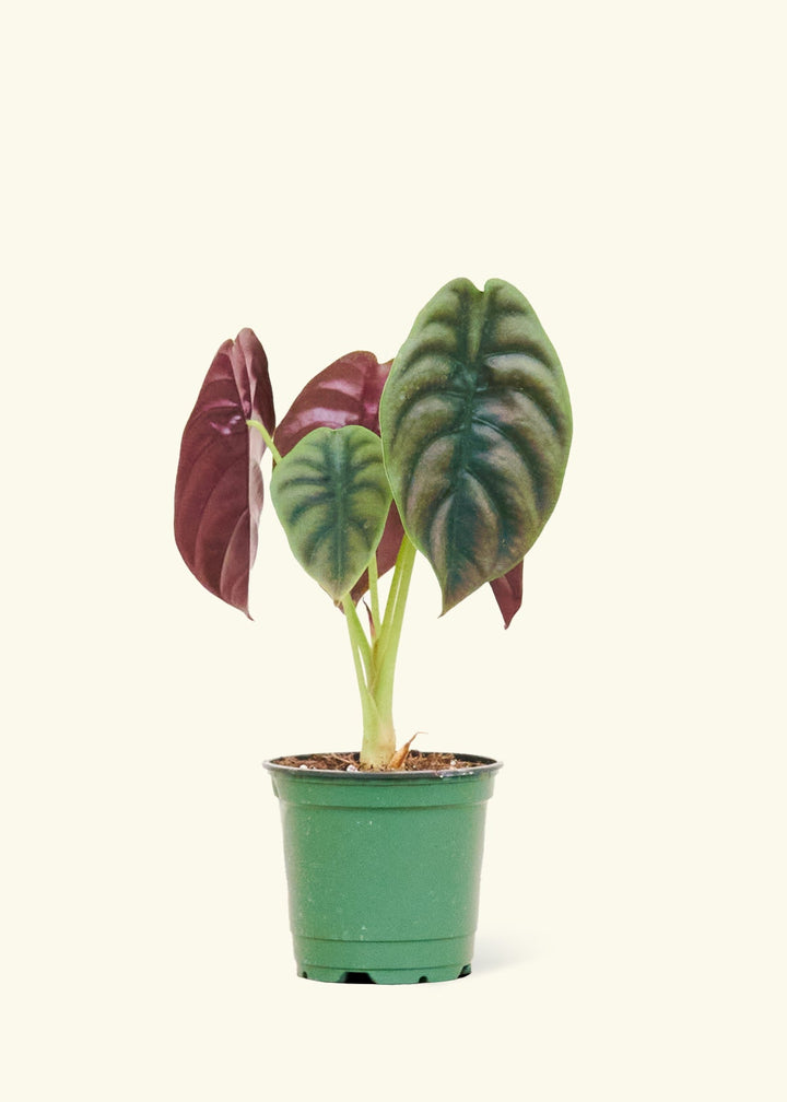 Alocasia Red Secret in a 4 inches grow pot
