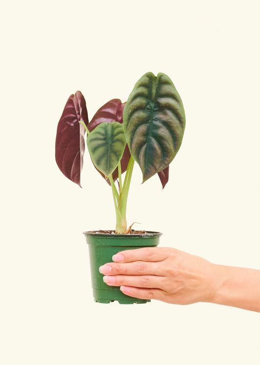 Alocasia Red Secret in a 4 inches grow pot