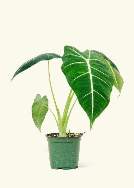 frydek elephant ear plant Alocasia Frydek – Hey Rooted