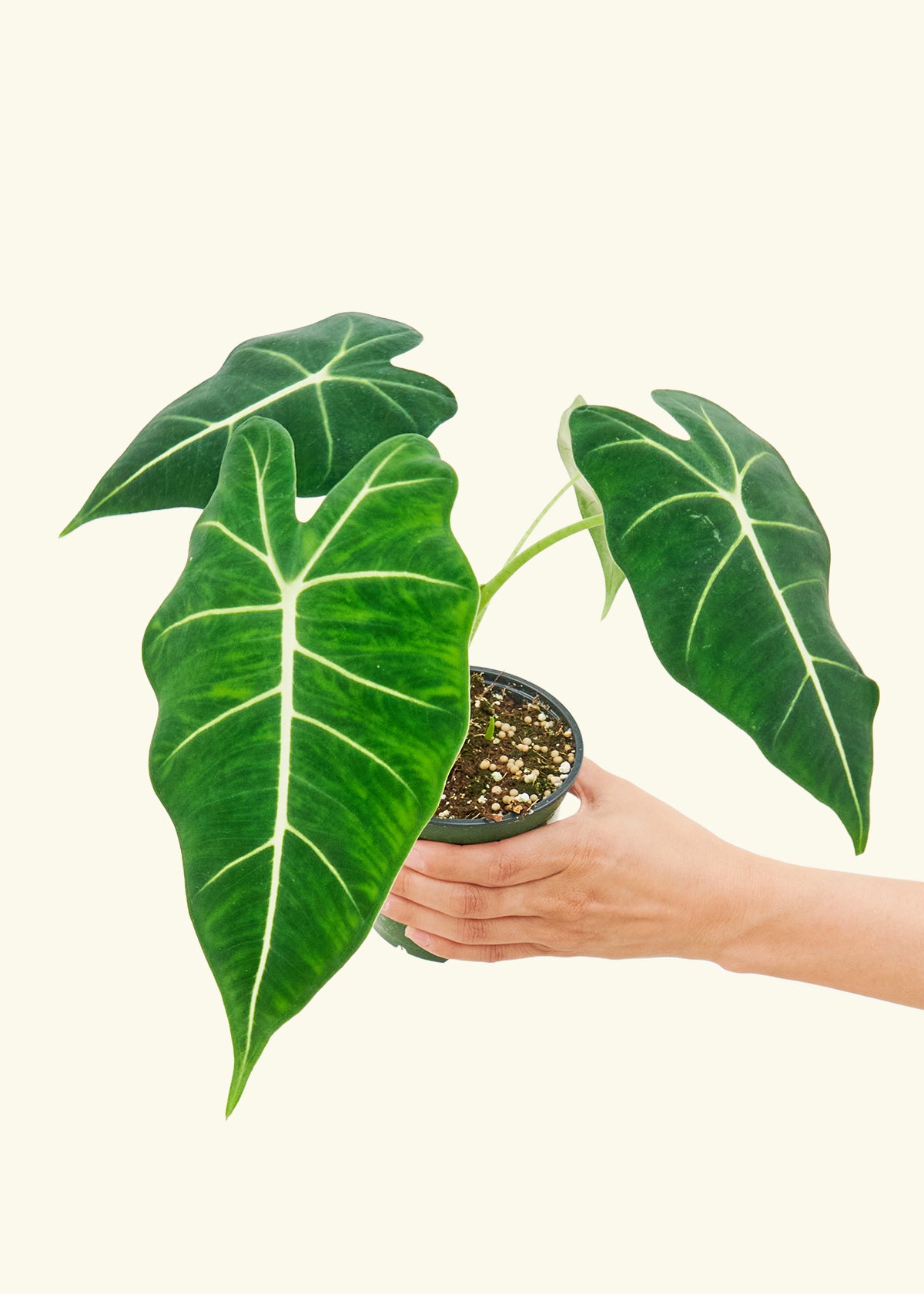 Alocasia Frydek in a 4 inches grow pot